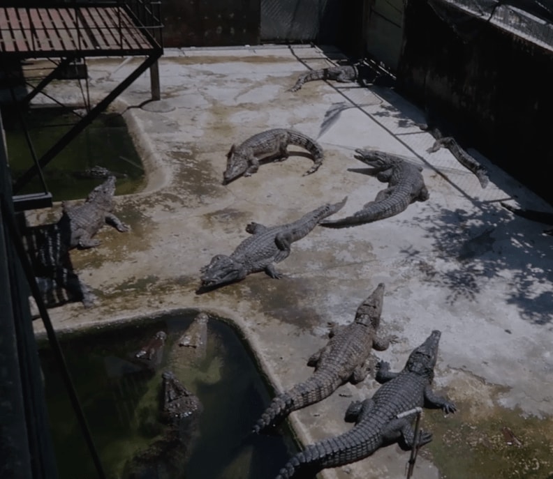 adult crocodiles chilling in Palawan Wildlife Rescue and Conservation Centre